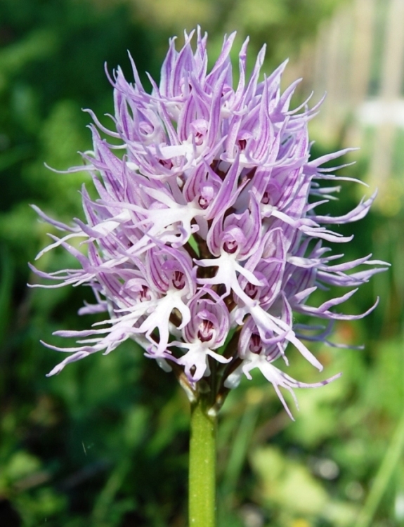 Passeggiata orchidologica al Bosco della Ficuzza